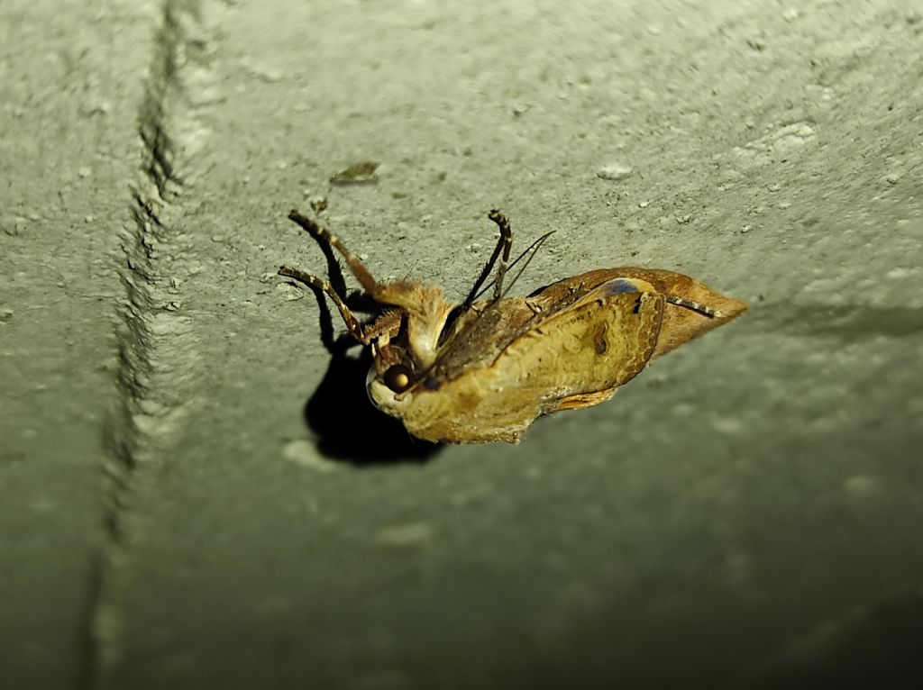 Noctuidae neosfarfallata: Noctua pronuba